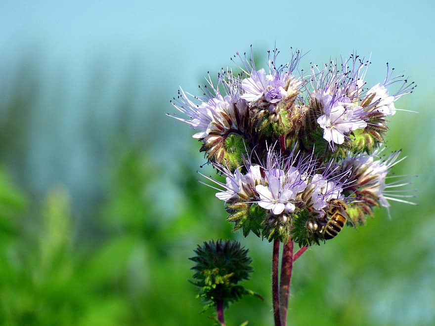 фиолетовая пижма, цветы, пчела, насекомое, кружевная фацелия, фиолетовые цветы, завод, поле, природа, летом