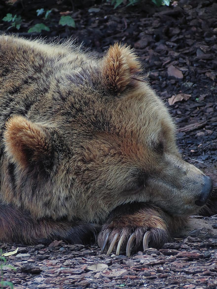 곰, 잠자는 곰, 겨울잠, 쉬고있는, 쉬고 있는 곰, 동물원, 갈색 곰, 포유 동물, 모피, 포로, 육식 동물