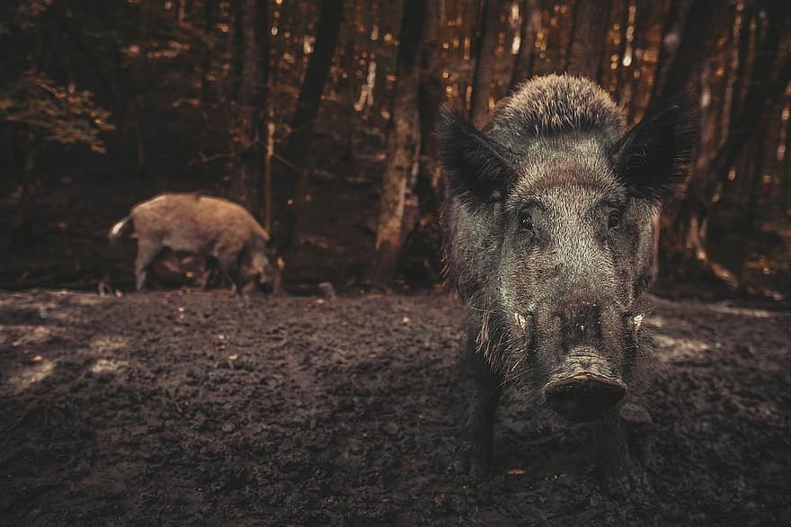 Wild, Wild Boar, Pig, Nature, Forest, Sows, Animal, The Bristles, Mammals, The Zoo, Piggy Bank