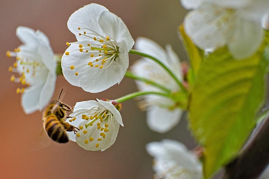 třešňové květy, včela, opylování, bílé květy, makro, hmyz, Příroda, detail, jaro, květ, rostlina