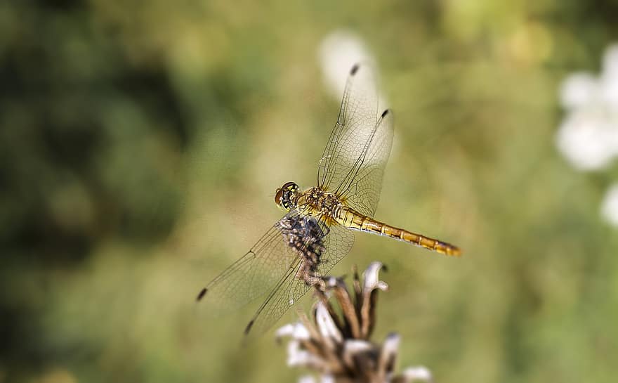 insekt, ważka, dragonfly, natur, vinger, gjennomsiktige vinger, nærbilde