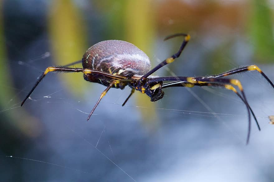 insekt, edderkop, entomologi, Australien, web, væver, væsen, tæt på, makro, dyr i naturen, arachnid