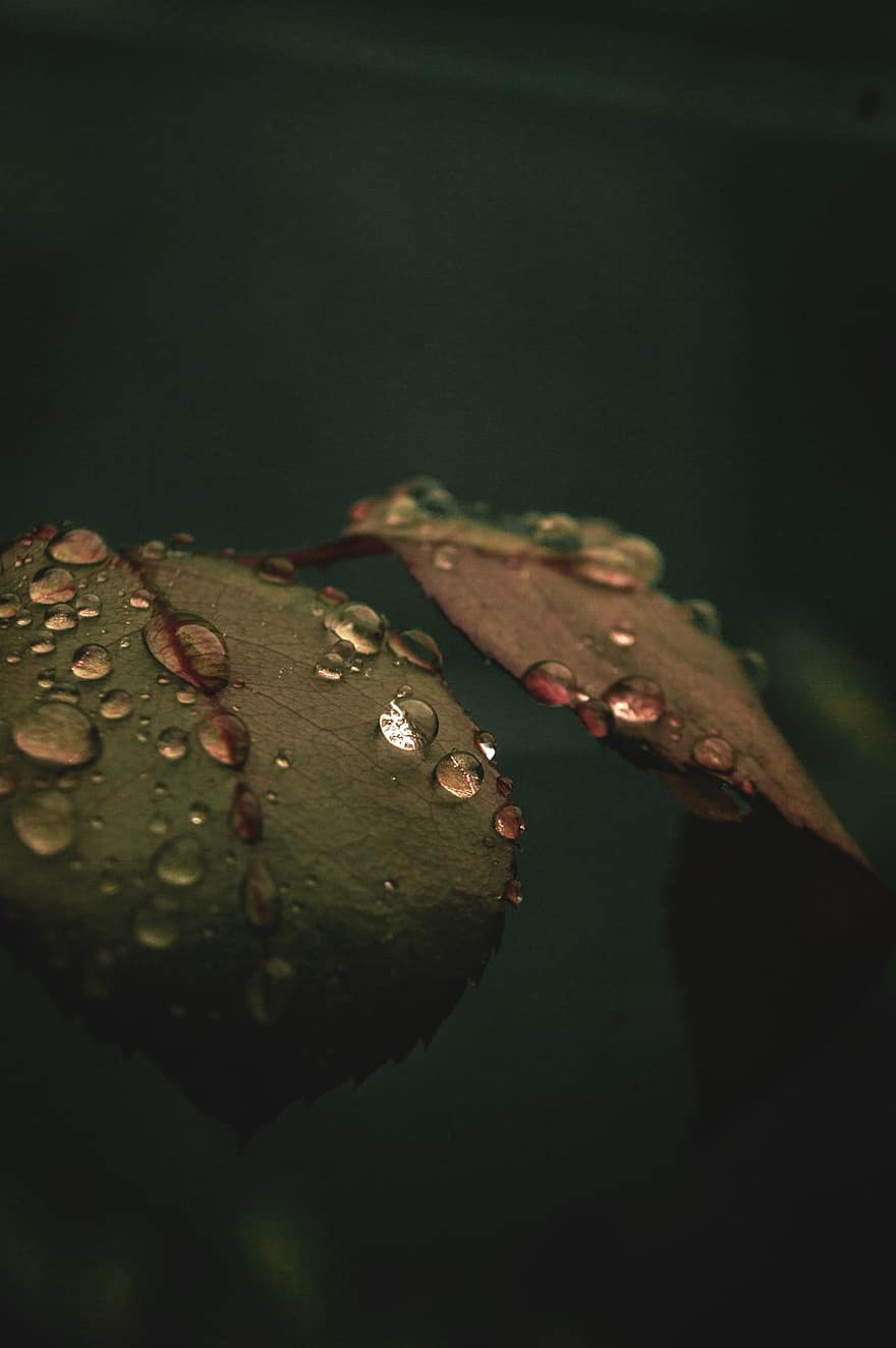 löv, dagg, droppar, växt, regn, natur, våt, rocio, droppa