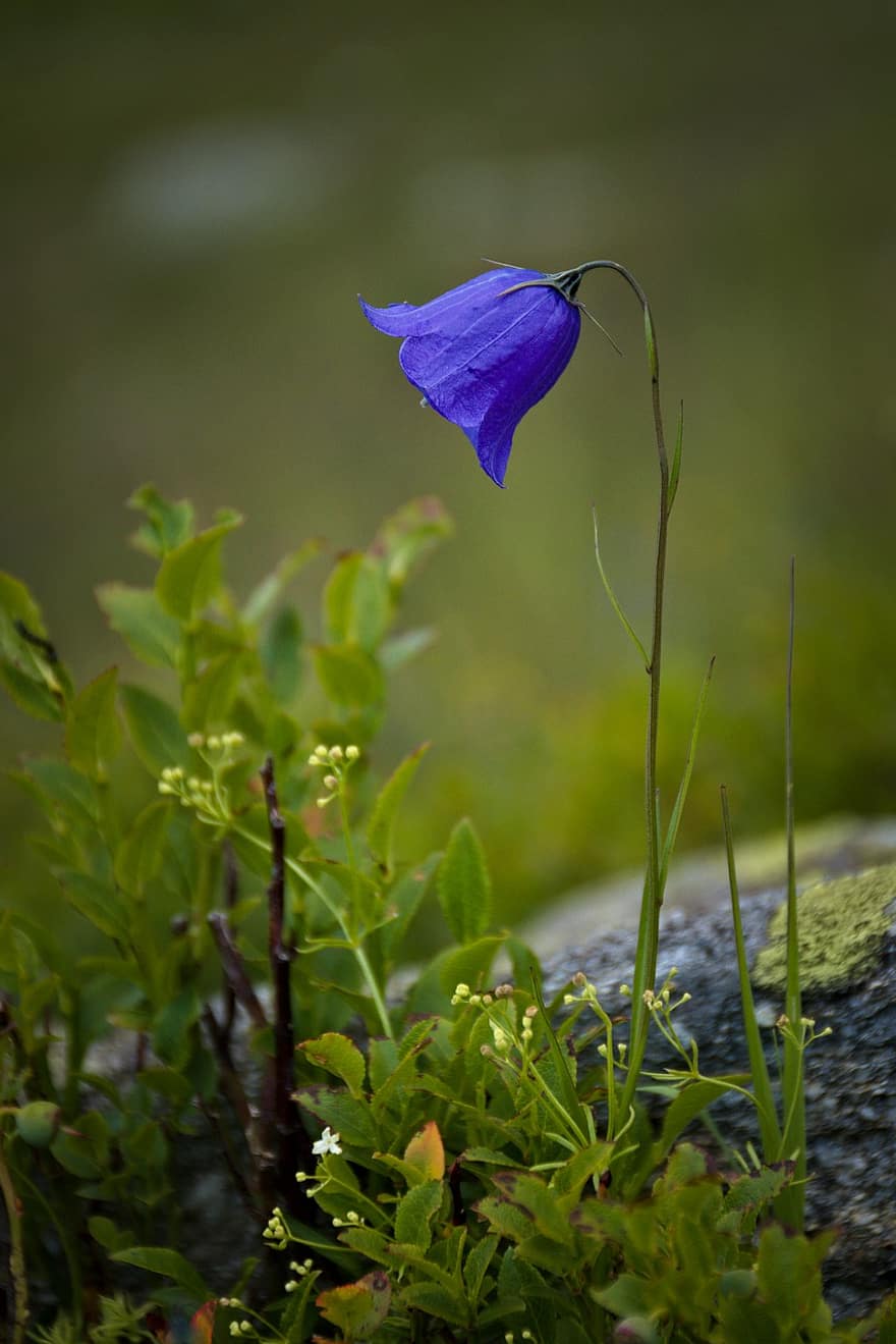 Natur, Pflanze, Blume, Glöckchen, Schottische Glockenblume, Bluebell von Schottland, blühen, blühende Pflanze, Gras, Flora, Wiese