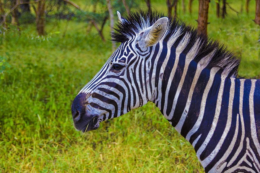 zebra, hayvan, otçul, memeli, doğa, portre, Afrika, vahşi hayvanlar, safari hayvanlar, çizgili, çimen