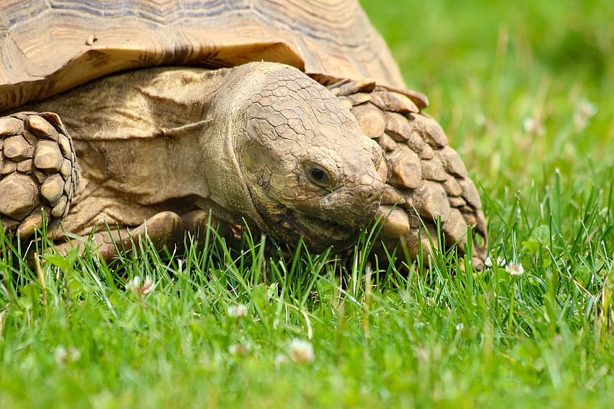 skildpadde, dyr, krybdyr, spise, græs, gigantiske skildpadder