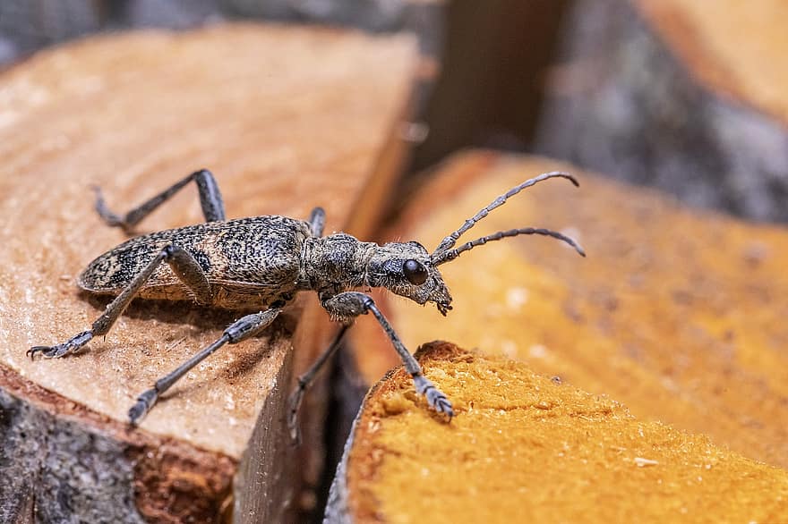 Black-spotted Longhorn Beetle, Beetle, Insect, Animal, Rhagium Mordax, Invertebrate, Arthropod, Wildlife, Fauna, Nature, close-up