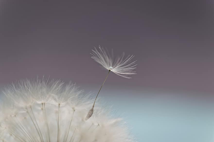 Dandelion, Flower, Flying Seed, Seeds, Seed Head, Blowball, Fluffy, Pointed Flower, Plant, Macro