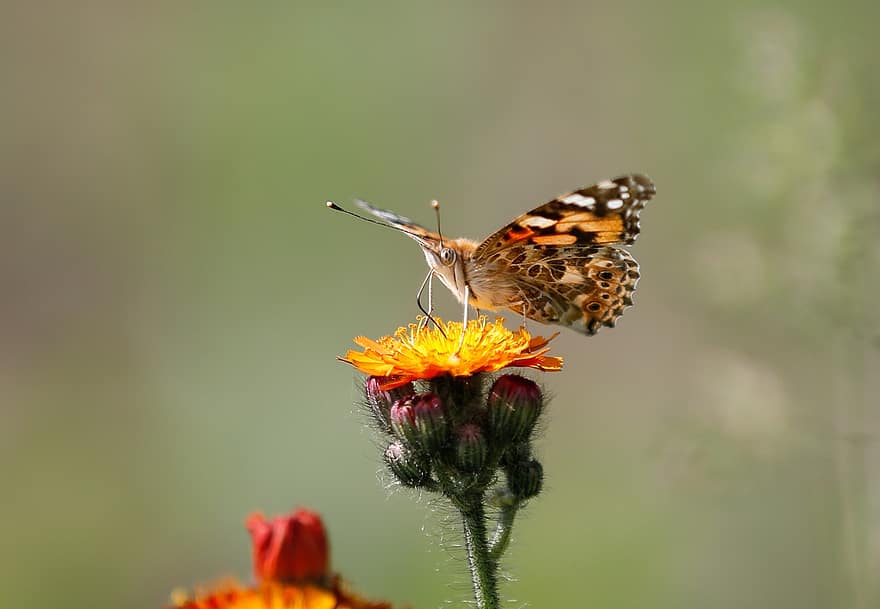 Insect, Butterfly, Entomology, Pollination, Flower, Bloom, Blossom, Wings, Hawkweed, Flora, Close Up
