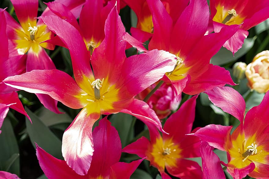 tulipes, fleur, pétales, les fleurs, champ, fermer, feuille, pétale, plante, été, tête de fleur