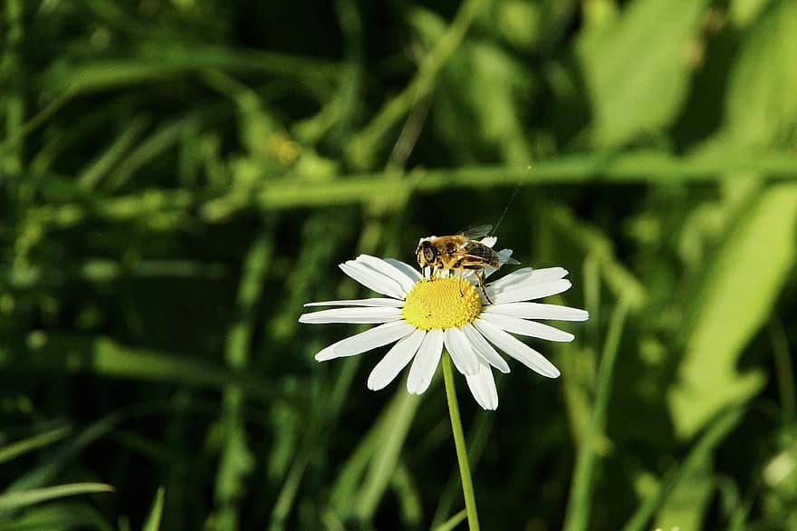 bi, honungsbi, blomma, närbild, sommar, grön färg, växt, makro, gul, insekt, springtime