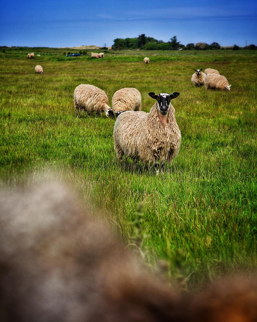 Meadow, Animals, Flock, Grass, Rural, Cattle, Cute, Lambs, Group, Graze, Landscape