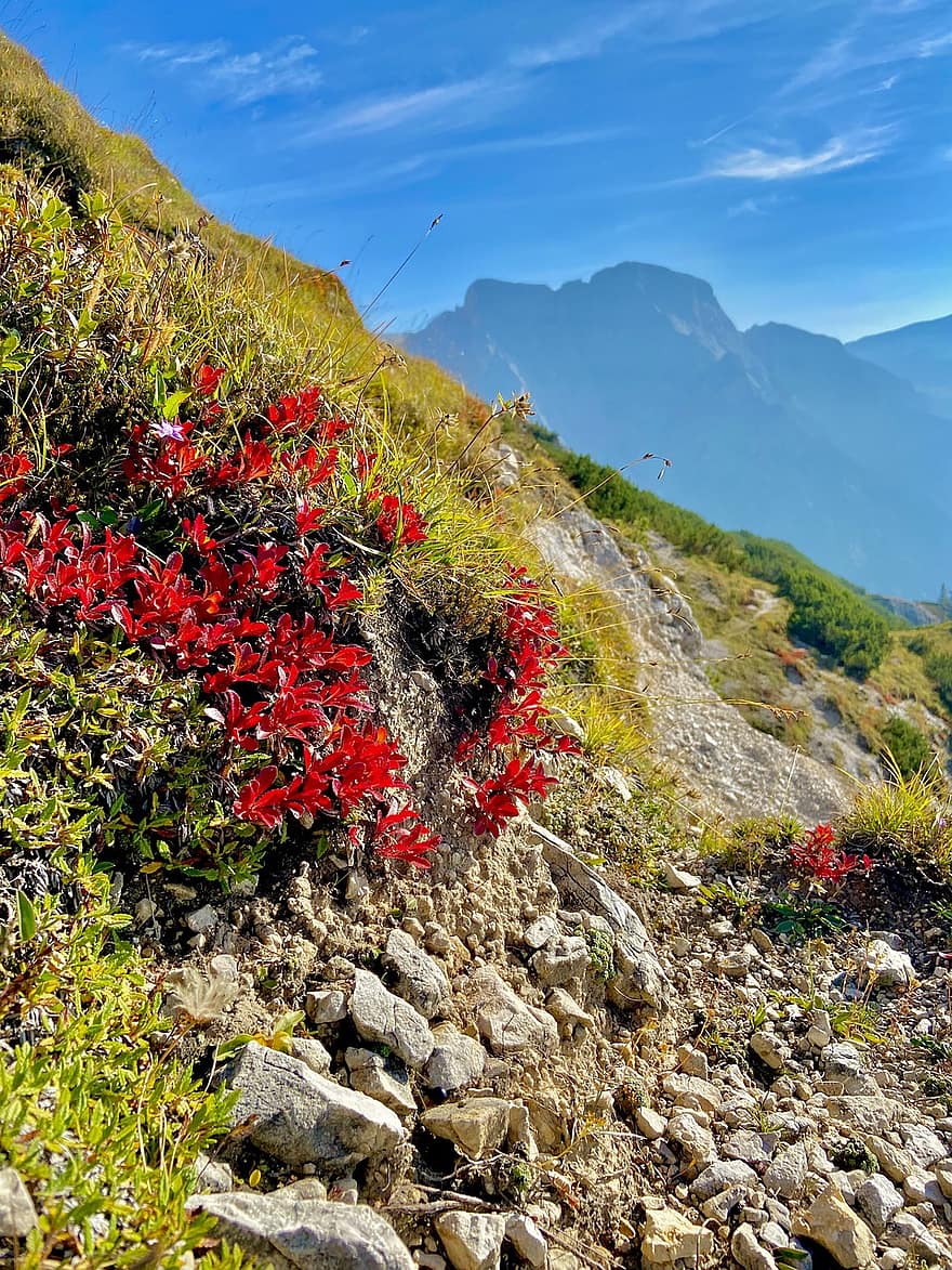 Natur, Blumen, Reise, Erkundung, draußen, Berge, Italien, Dolomiten, Pflanze, Berg, Sommer-