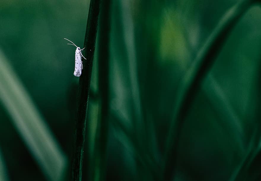 Insect, White, Halme, Nature, Motte, Butterfly, Wing
