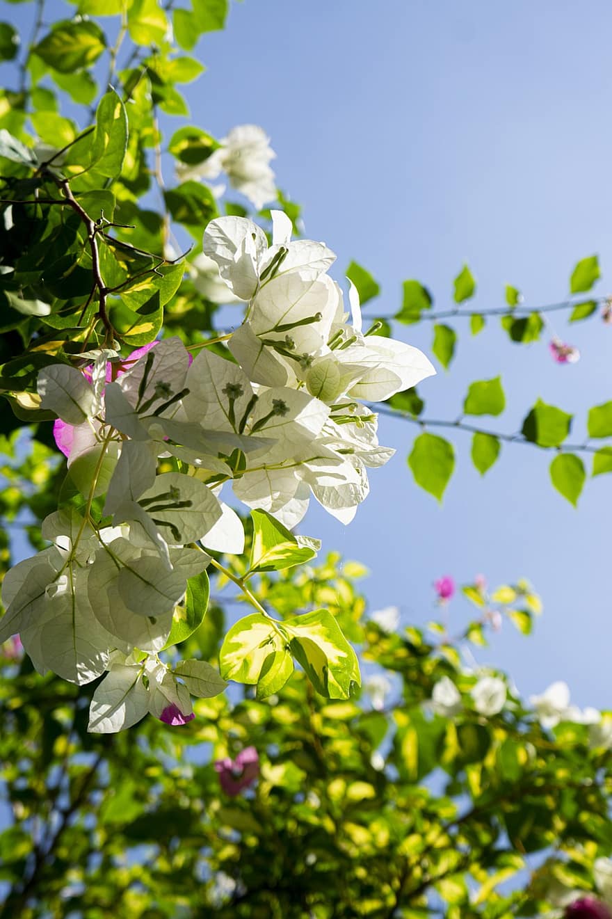 Blumen, Bougainvillea, weiße Blumen, Flora, Blatt, Pflanze, Sommer-, grüne Farbe, Baum, Frühling, Nahansicht