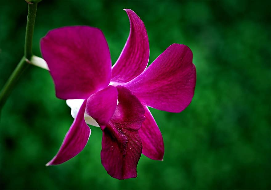 orquídea, flor, jardim, pétalas, pétalas de orquídeas, Flor, plantar, orquídea dendrobium, flora, natureza, fechar-se