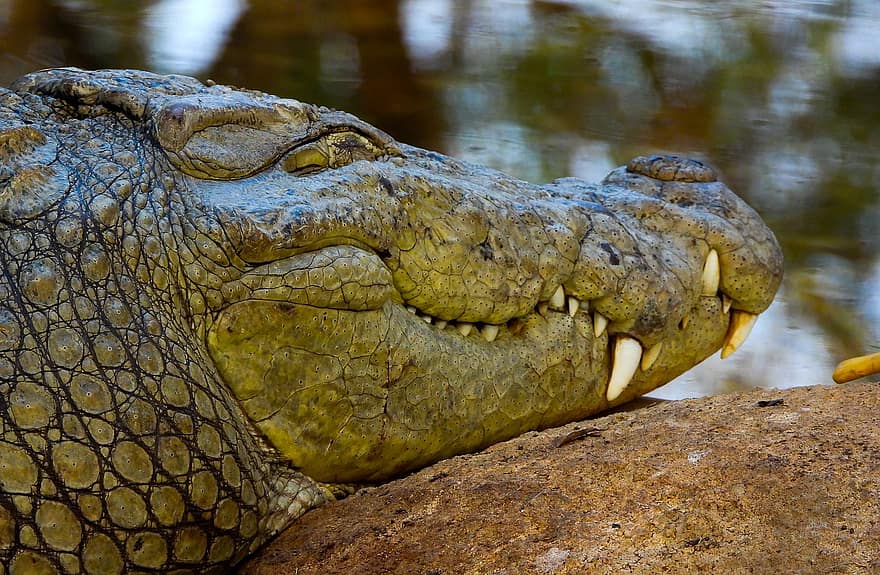 krokodil, alligator, vilda djur och växter, Nehru zoologiska park, Zoo, djur i det vilda, reptil, fara, djur tänder, djurhuvud, närbild