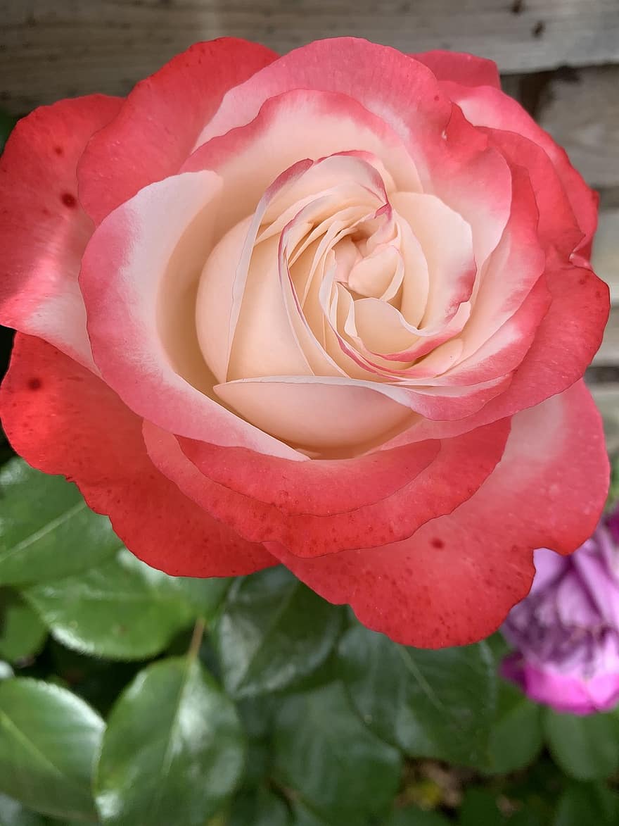 Rose, blühen, Garten, Blumen, Pflanze, Natur, romantisch, Pfingstrose, Liebe, rot, Schönheit