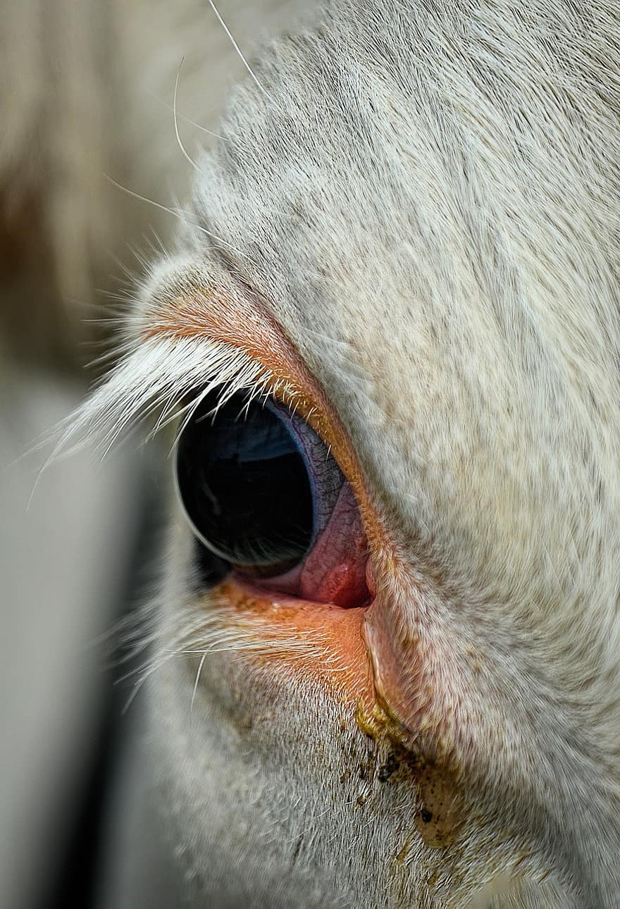 vaca, olho, cílios, mamífero