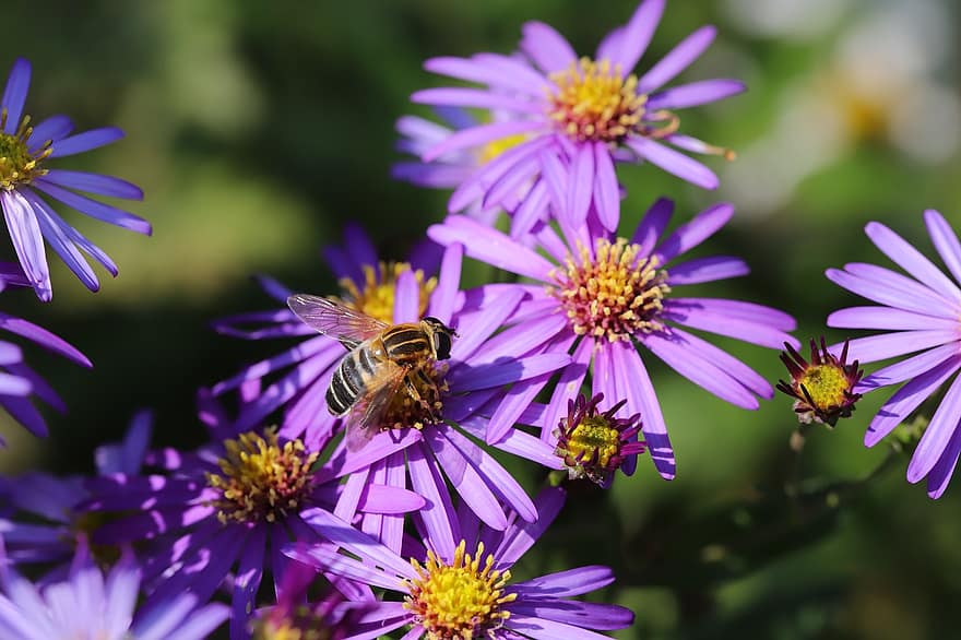 abeja, polinización, asters, Flores moradas, naturaleza, jardín, macro, de cerca, flor, verano, planta
