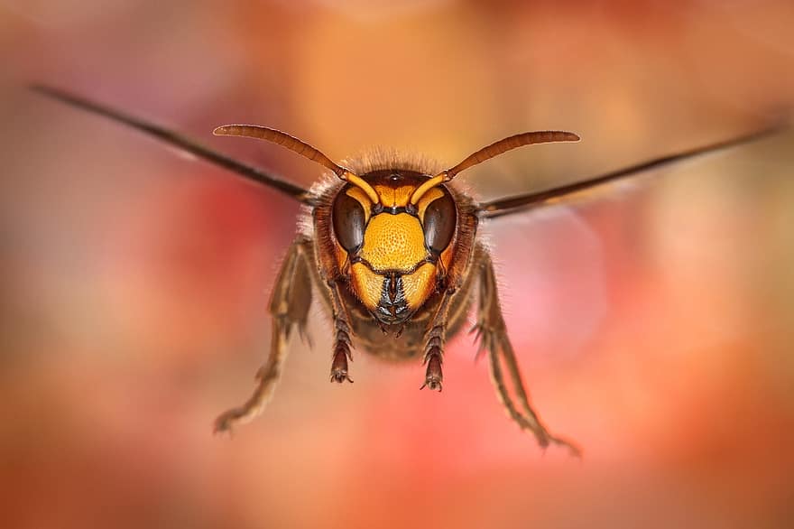 hornet châu Âu, Ong vò vẽ, côn trùng, hornet, vespa, Thiên nhiên, vĩ mô, bokeh