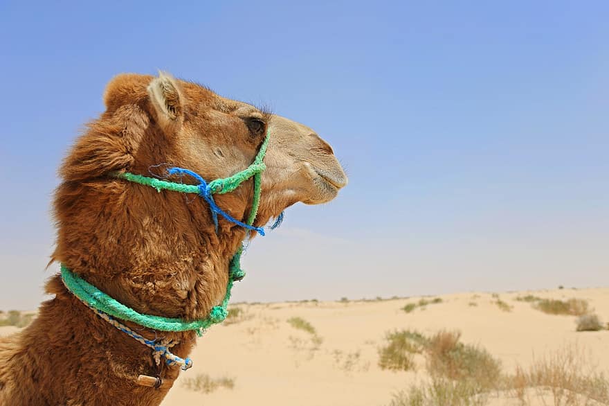 wielbłąd, pustynia, piasek, Tunezja, sahara, Afryka, wielbłąd dromader, wydma, arabia, podróżować, przygoda