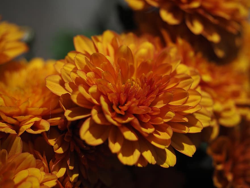 chrysanthème, fleur, fleur d'oranger, pétales, pétales orange, Floraison, flore, plante, la nature
