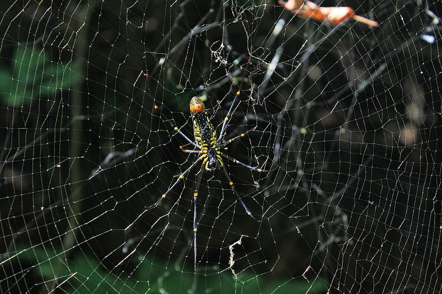クモ、ウェブ、クモの巣、昆虫、自然、ハロウィン、気味が悪い、怖い、ホラー、オーブクモ、ネット