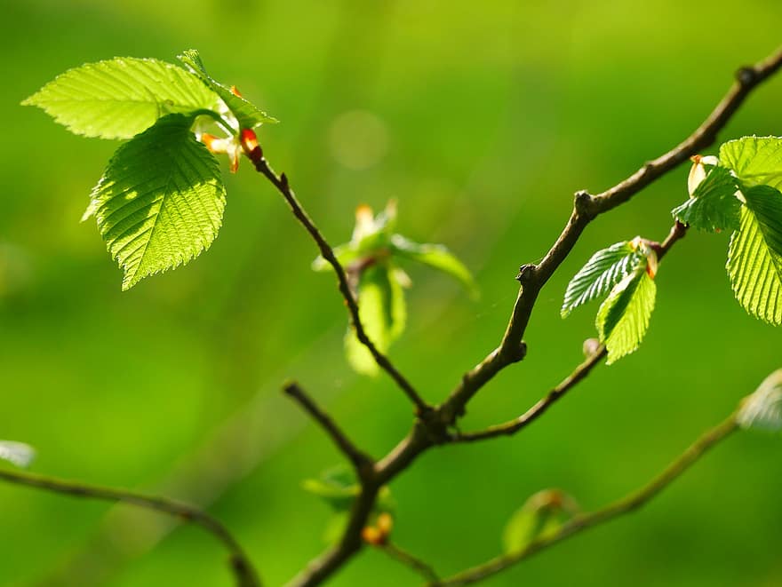листа, шума, пружина, природа, гора, листо, зелен цвят, дърво, растение, клон, пролетно време