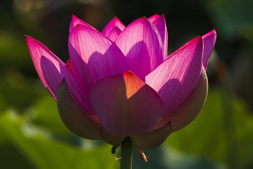 lotus, blomst