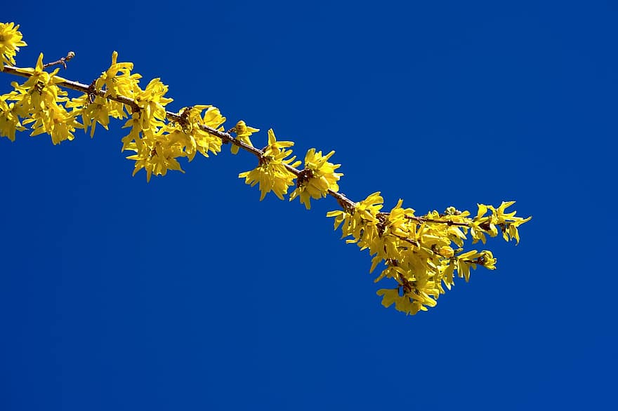 Flowers, Nature, Forsythia, Spring, Bush, Branch, Yellow, Sky, Plant, leaf, blue