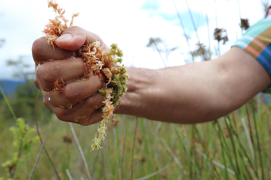 Peat, Peat Moss, Gardening, Nature, Sphagnum, Moss, Forest, agriculture, close-up, summer, human hand