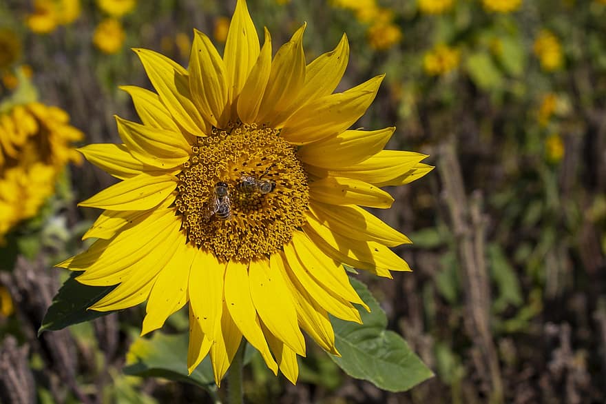 gira-sol, abella, flor, primer pla, makro