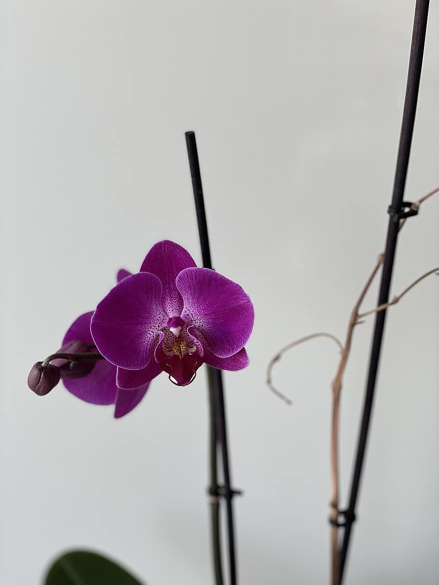 orchidee, fiore, pianta, fiore viola, petali, fioritura, fiorire, flora, natura, avvicinamento, orchidea