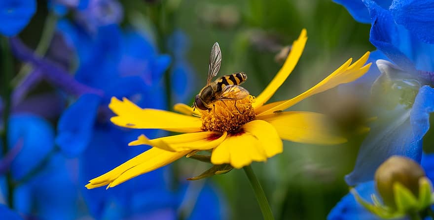 hoverfly, insekt, närbild, natur, blomma, pollinering, mädchenauge, sommar, gul
