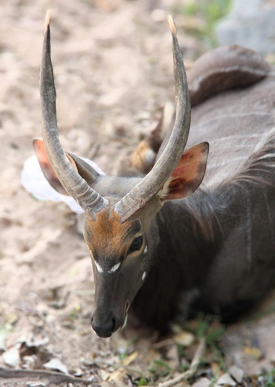 Animal, Deer, Mammal, Species, Fauna, Wildlife, horned, animals in the wild, africa, animal head, close-up
