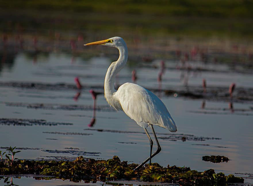 Great Egret, Bird, Wetland, Animal, Plumage, Egret, Great White Egret, Wildlife, Nature, Birdwatching