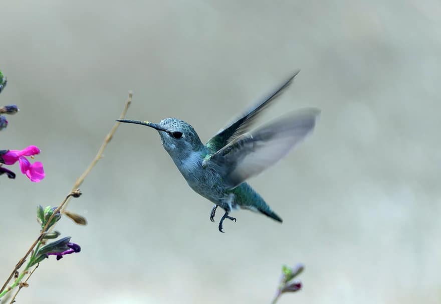 colibrí, pájaro, alas, pico, plumaje, brillante, vistoso