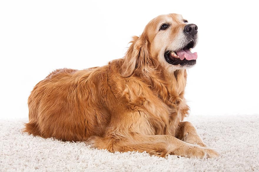 Голдън Ретривър, кучета, животно, домашен любимец, очарователен, животински портрет