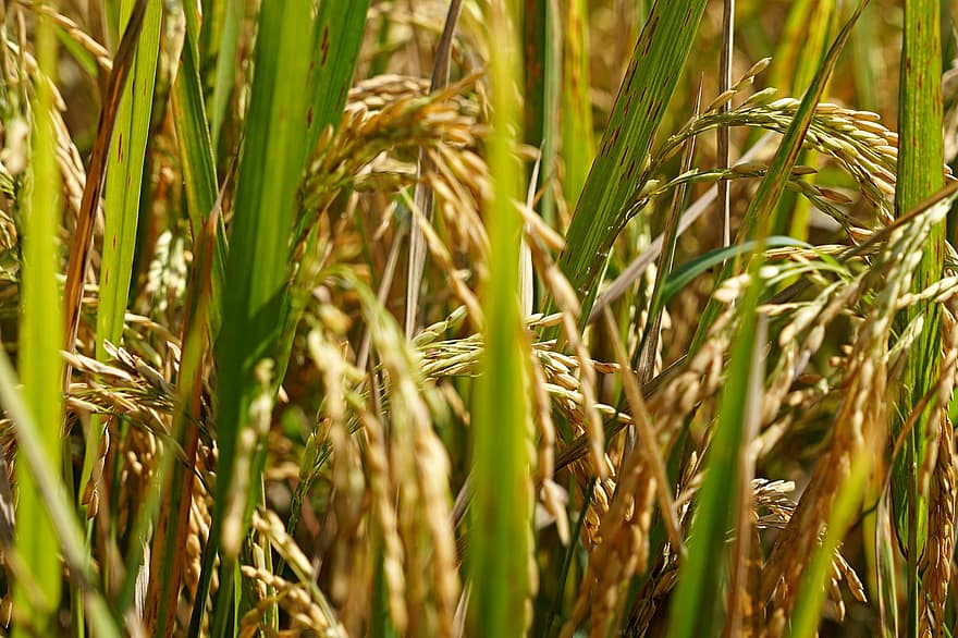 rijstvelden, rijstplant, farm, landbouw, natuur, rijstveld, groei, fabriek, blad, detailopname, rijst