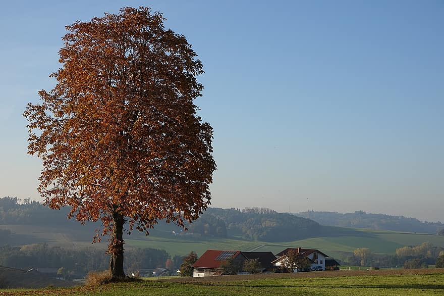 drzewo, Natura, Wieś, wiejski, na dworze, jesień, pora roku, spadek, scena wiejska, las, krajobraz