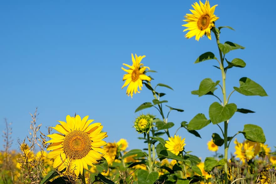слънчоглед, поле, цветя, жълт, цвят, разцвет, размер, растеж, развитие, поле от цветя, слънчогледово поле
