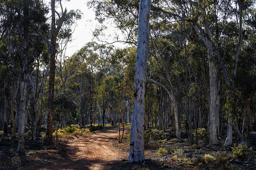 Hutan Dryandra, hutan, alam, pohon, lingkungan Hidup, seorang Australia, padang semak, indah, hiking, jejak, batang pohon