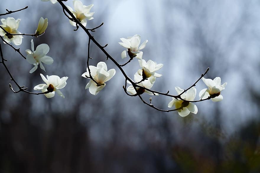 magnolia, flor, árbol, Flores de primavera, magnolia blanca, paisaje de primavera, rama, primavera, planta, de cerca, hoja