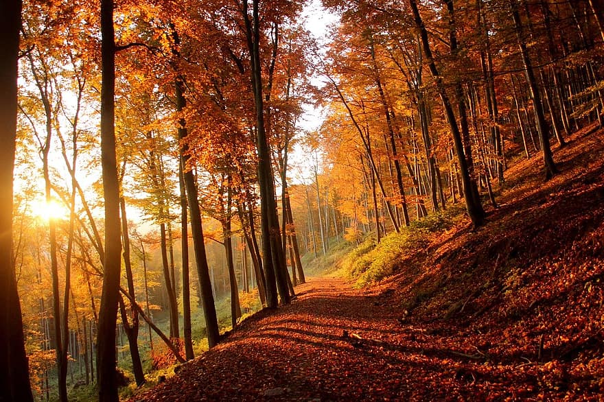 rudenī, mežs, koki, raksturs, koks, ārā, lapas, dzeltens, sezonā, ainavu, skaistums dabā