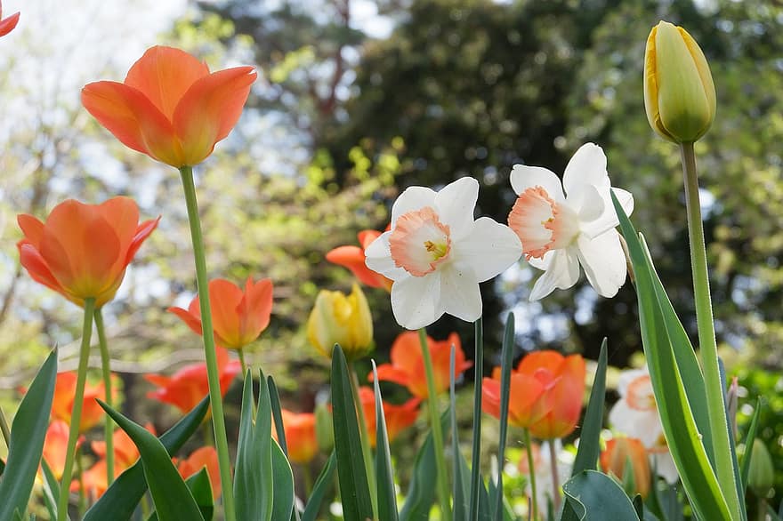 las flores, narciso, tulipanes, parque, estacional, primavera, floración, flor