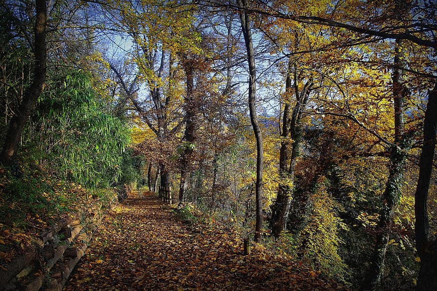 bosc, naturalesa, tardor, temporada, caure, arbres, arbre, full, groc, multicolor, octubre