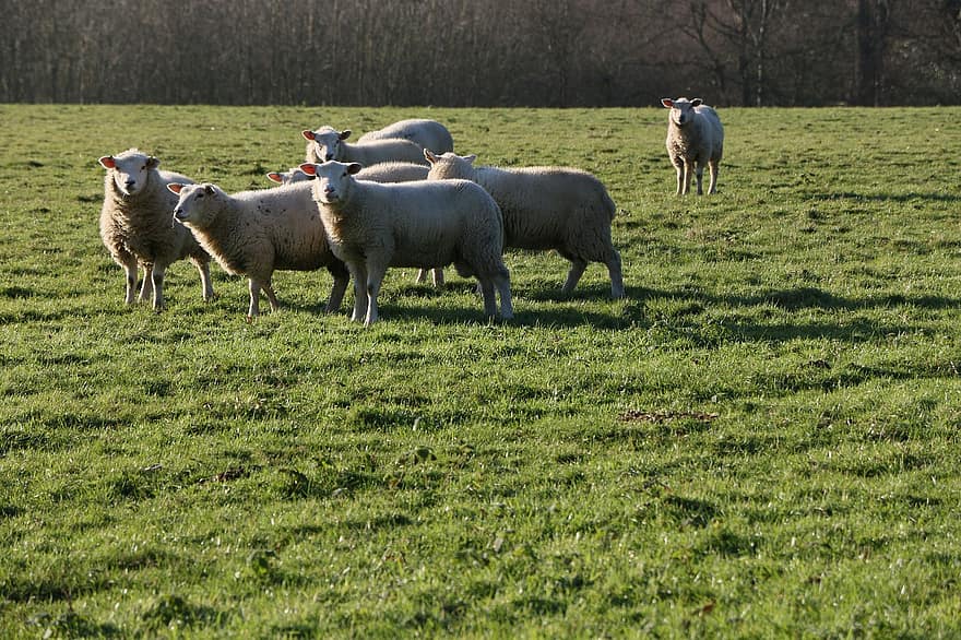 owca, stado, pastwiska, trawa, pola, gospodarstwo rolne, rolnictwo, zwierzęta hodowlane, hodowla zwierząt, żywy inwentarz, zimowy