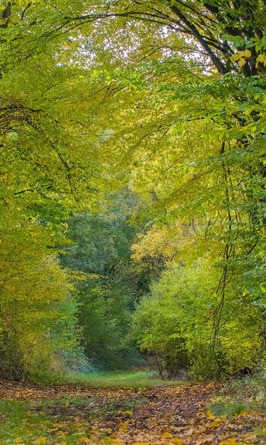 cesta, stromy, les, listy, Příroda, podzim