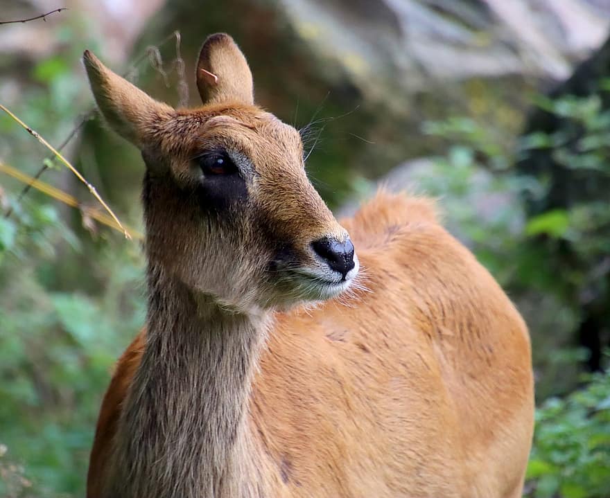 Deer, Animal, Forest, Mammal, Nature, Wildlife, Wild Animal, Wildlife Photography, Roe Deer, Woods, grass